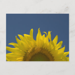 Sunflower Rising  Postcard