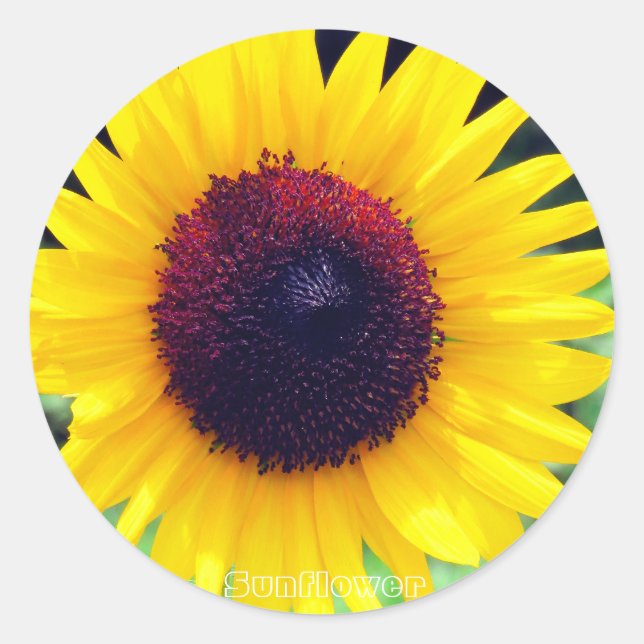Sunflower:Round Seal (Front)