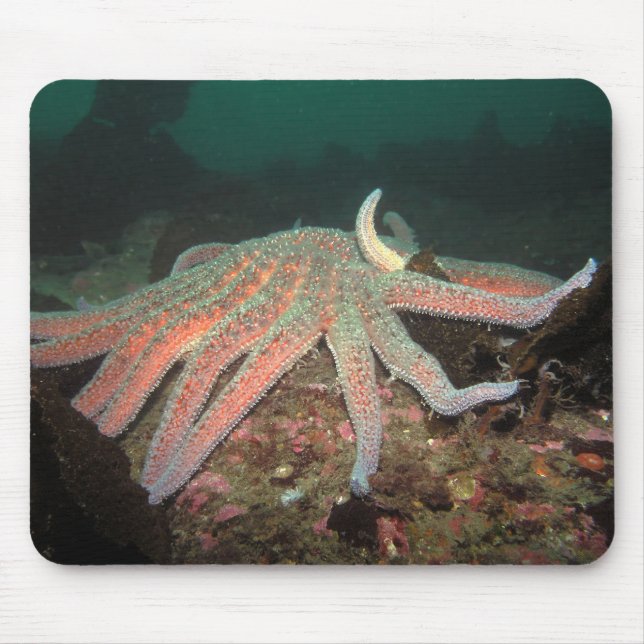Sunflower Sea Star - Mousepad (Front)
