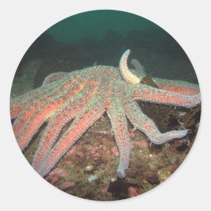 Sunflower Sea Star - Sticker