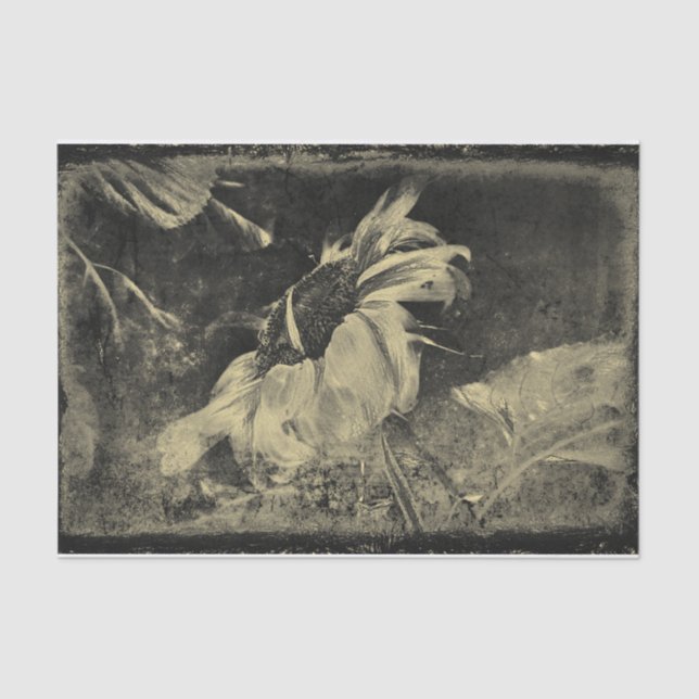 Sunflower Sepia Vintage Antique Grunge Texture Tissue Paper (Front)