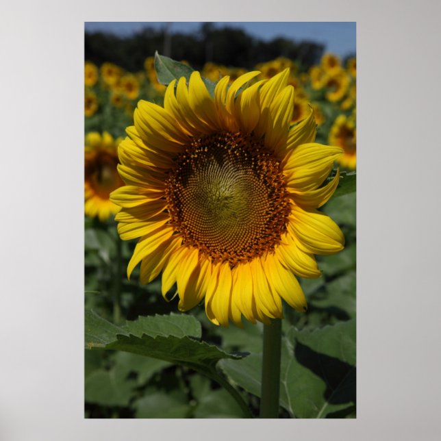 Sunflower Series 09 Poster (Front)