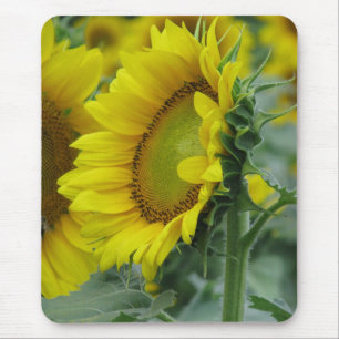 Sunflower Series Mouse Pad