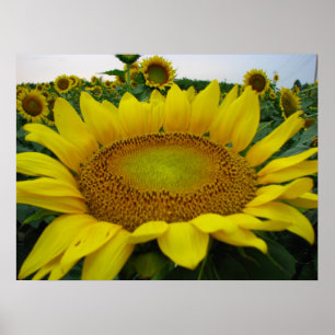 Sunflower Series Poster