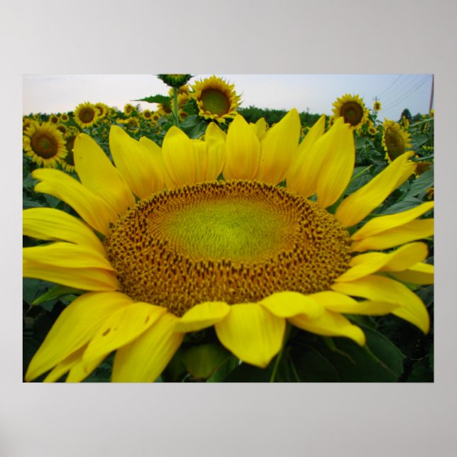 Sunflower Series Poster (Front)
