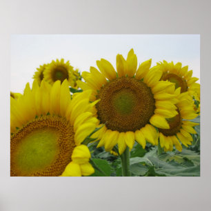 Sunflower Series Poster