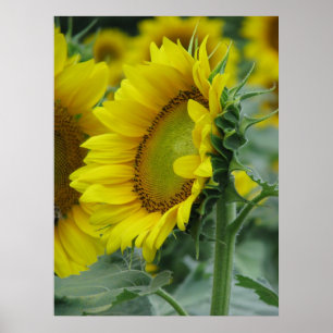 Sunflower Series Poster