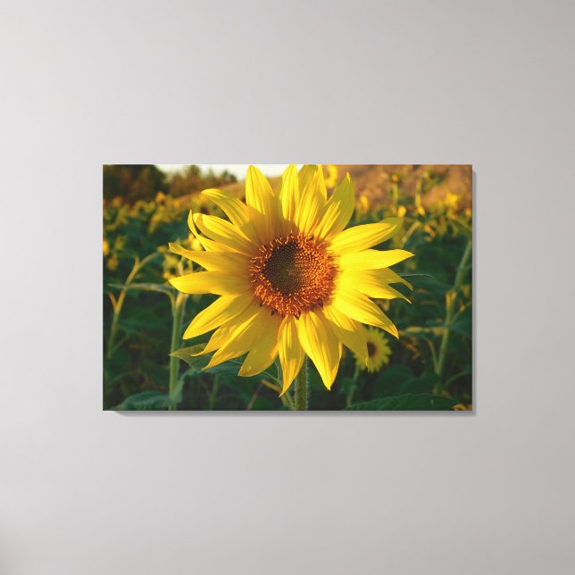 Sunflower Series Wrapped Canvas Print (Front)
