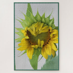 Sunflower "Shy" Puzzle