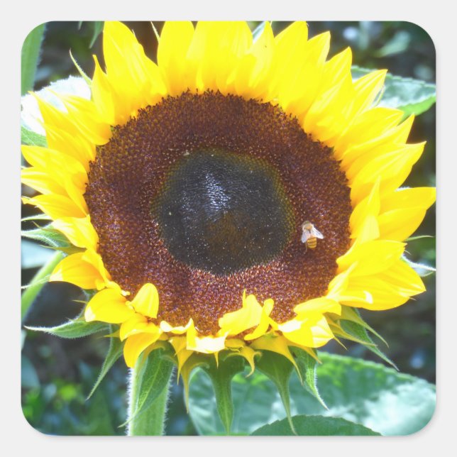 Sunflower Square Sticker (Front)