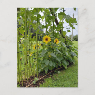 Sunflower stalks with yellow blooms postcard