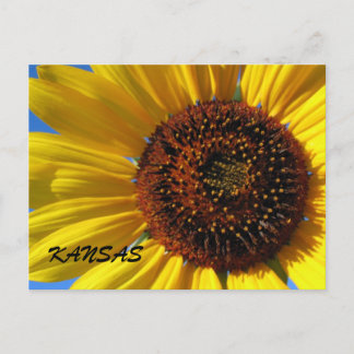 SUNFLOWER STATE POSTCARD