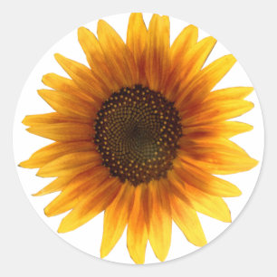 Sunflower sticker