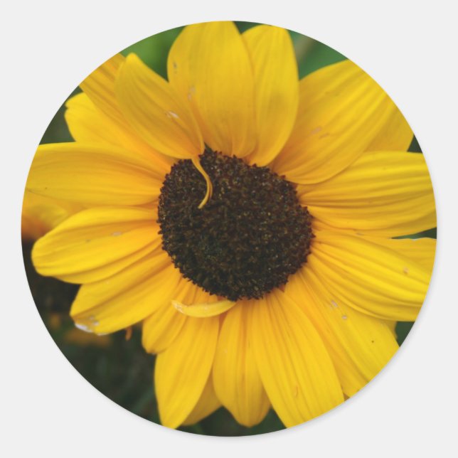 Sunflower Sticker (Front)