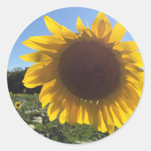 Sunflower Sticker, Big, Round Sunflower Closeup Classic Round Sticker