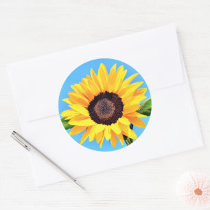 Sunflower Sticker Blue Sky