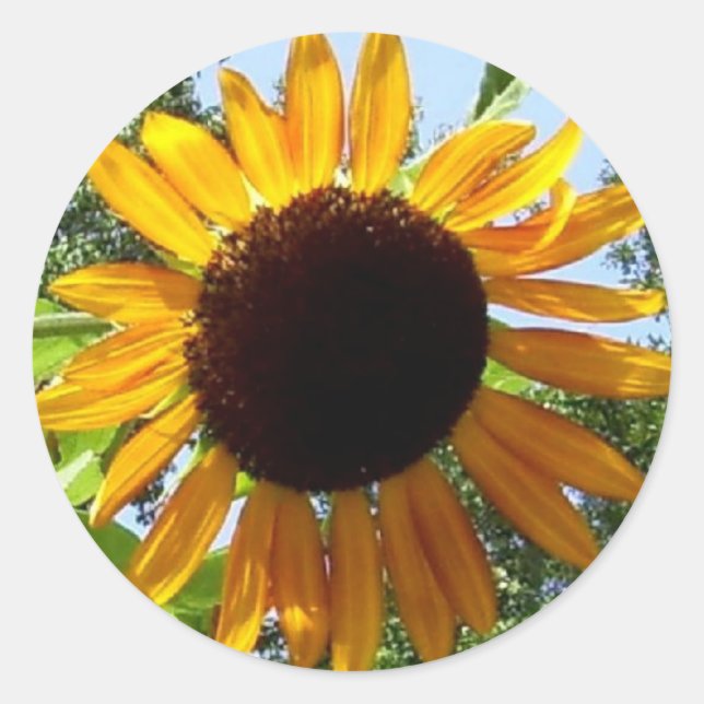 Sunflower Stickers (Front)