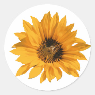 Sunflower Stickers