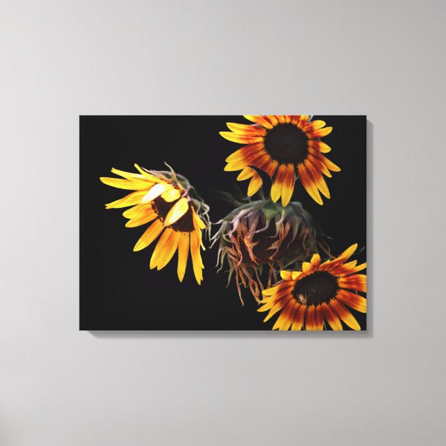 Sunflower Stretched Canvas Print (Front)