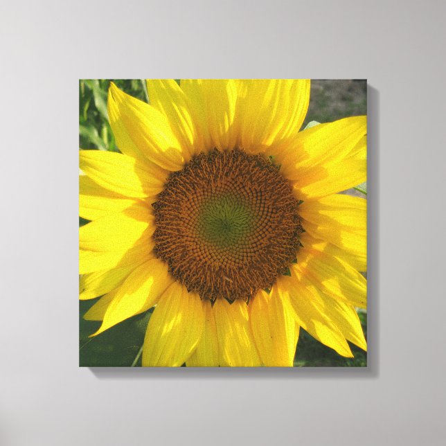 Sunflower Stretched Canvas Print (Front)