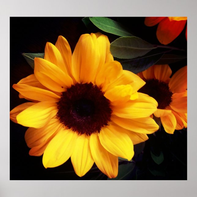Sunflower, summer flower art poster (Front)