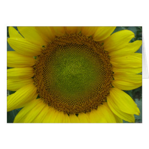 Sunflower Summer Series