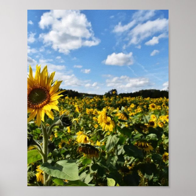 Sunflower Summer, Virginia Poster (Front)