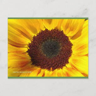 Sunflower Sun   Blue Beach Song™ Postcard