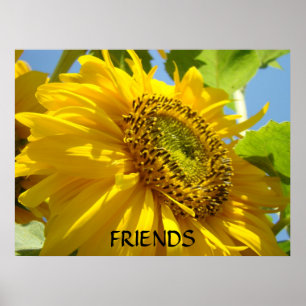 SUNFLOWER Sun Flowers Art Prints Framed Art