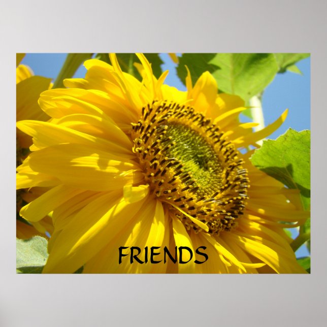 SUNFLOWER Sun Flowers Art Prints Framed Art (Front)