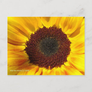 Sunflower Sun - Postcard