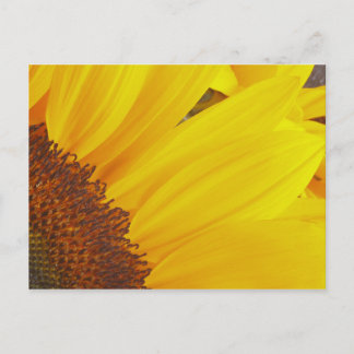 Sunflower Sun Postcard