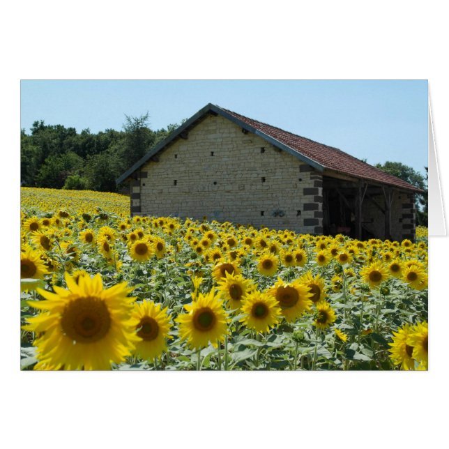 sunflower sunny day (Front Horizontal)
