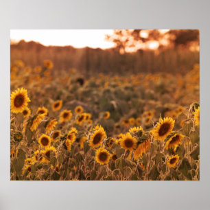 Sunflower Sunset in a Rural Field Colour 16x20 Poster
