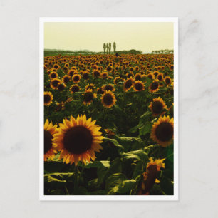 Sunflower Sunset, Sakura City, Japan Postcard