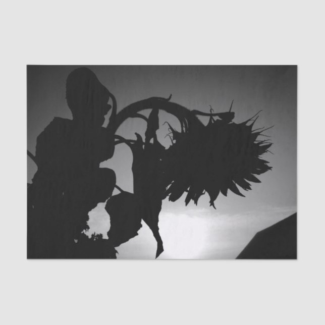 Sunflower Sunset Silhouette Black White Vintage Tissue Paper (Front)