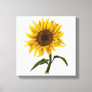 Sunflower Sunshine Floral Watercolor Flower Canvas Print