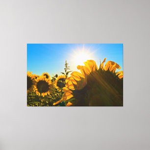 Sunflower Sunstar Canvas Print