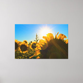 Sunflower Sunstar Canvas Print