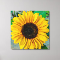 Sunflower Supreme