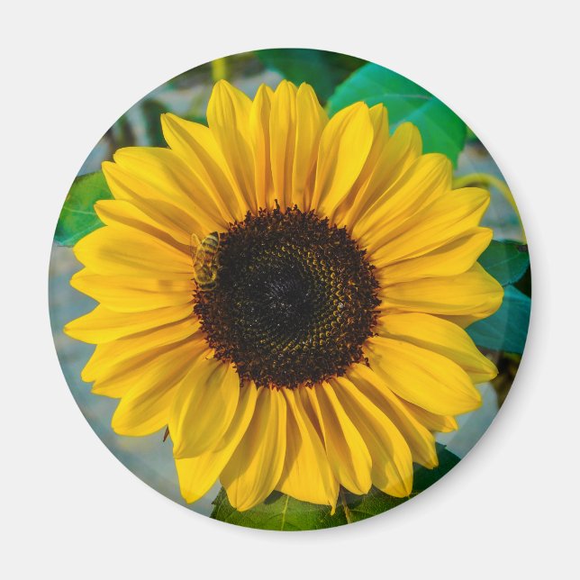 Sunflower Supreme Magnet (Front)