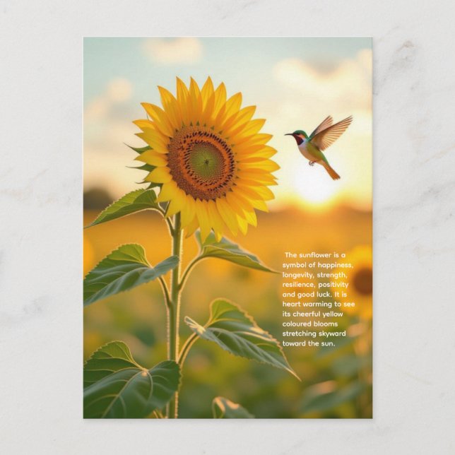 Sunflower Symbolism Postcard (Front)
