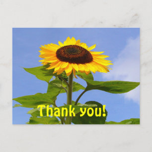 SUNFLOWER THANKS   ~ Postcard