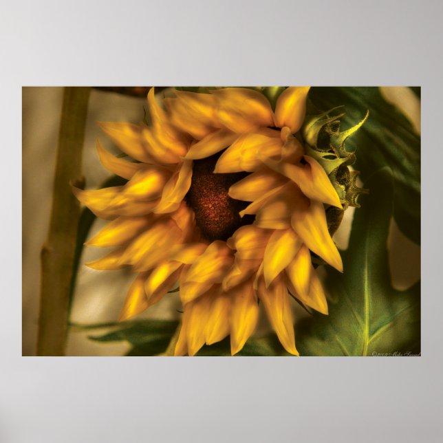 Sunflower - The Sunflower Poster (Front)