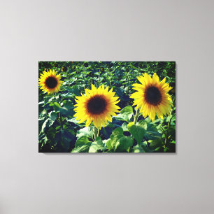 Sunflower Trio Wrapped Canvas Print