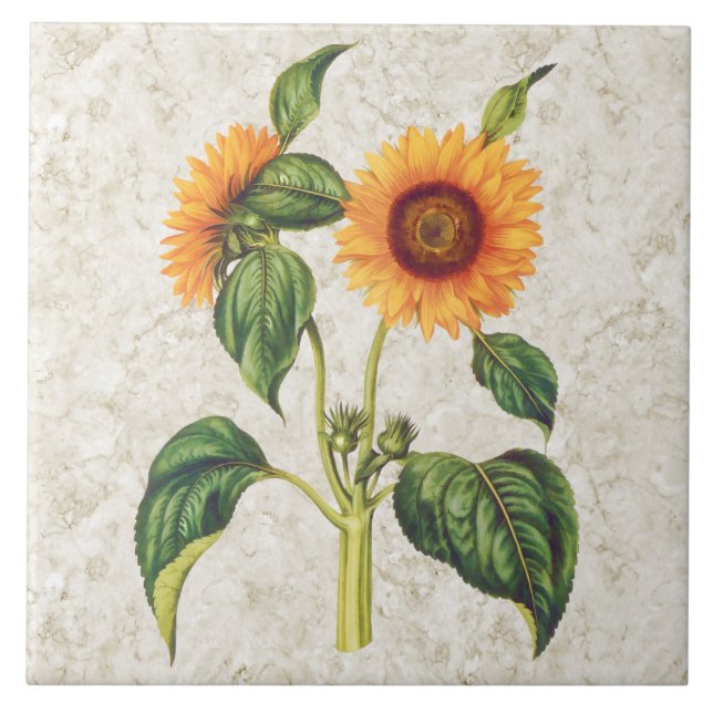 Sunflower Vintage Botanical Tile (Front)