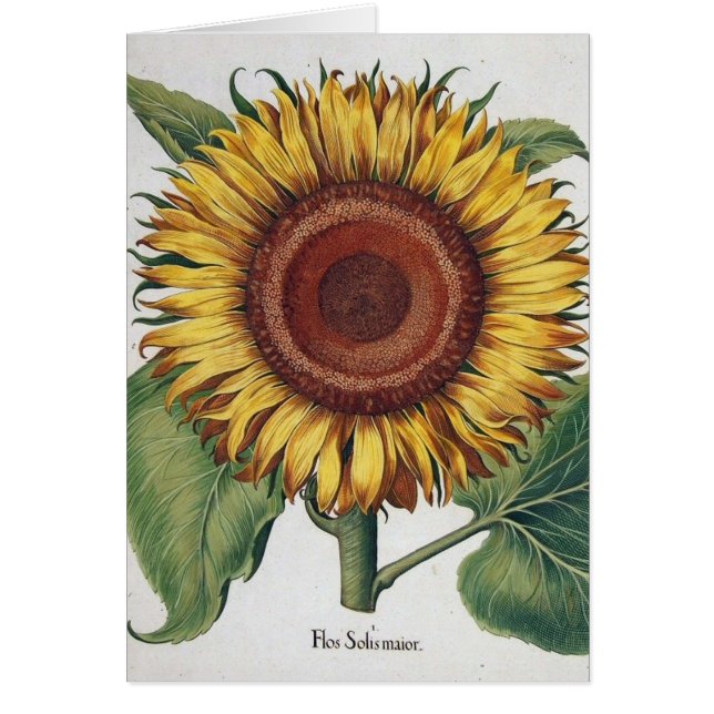 Sunflower Vintage Damask Flower Art (Front)