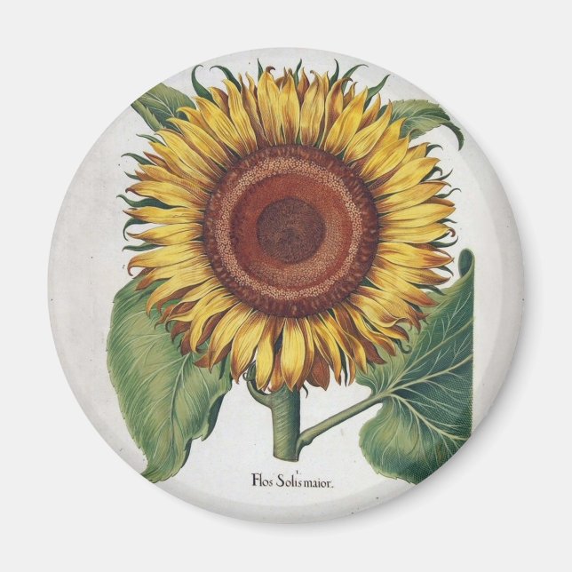 Sunflower Vintage Damask Flower Art Magnet (Front)