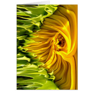 Sunflower Whirl