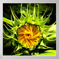 Sunflower whirl